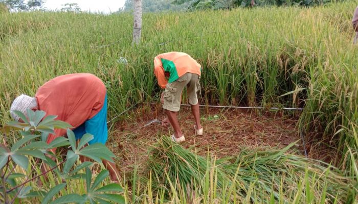 Sampling Ubinan Padi Gogo Inpari 42 Gapoktan Panca Karya Desa Argopeni Kecamatan Ayah 01
