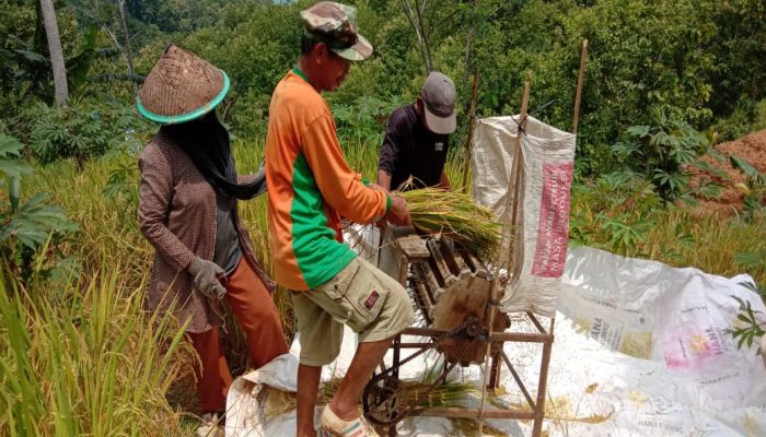 Sampling Ubinan Padi Gogo Inpari 42 Gapoktan Panca Karya Desa Argopeni Kecamatan Ayah 02