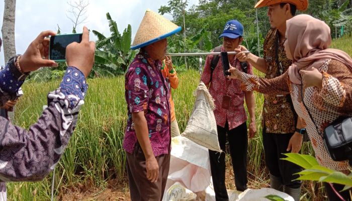 Sampling Ubinan Padi Gogo Inpari 42 Gapoktan Panca Karya Desa Argopeni Kecamatan Ayah 03