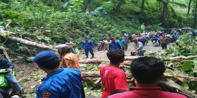 Bencana Pohon Tumbang