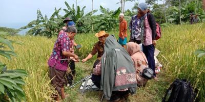 Sampling Ubinan Padi Gogo Inpari 42 Gapoktan Panca Karya Desa Argopeni Kecamatan Ayah