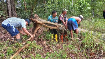 Bencana Pohon Tumbang 